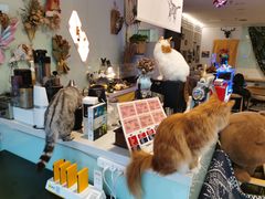 -平行世界·猫咖(首经贸店)