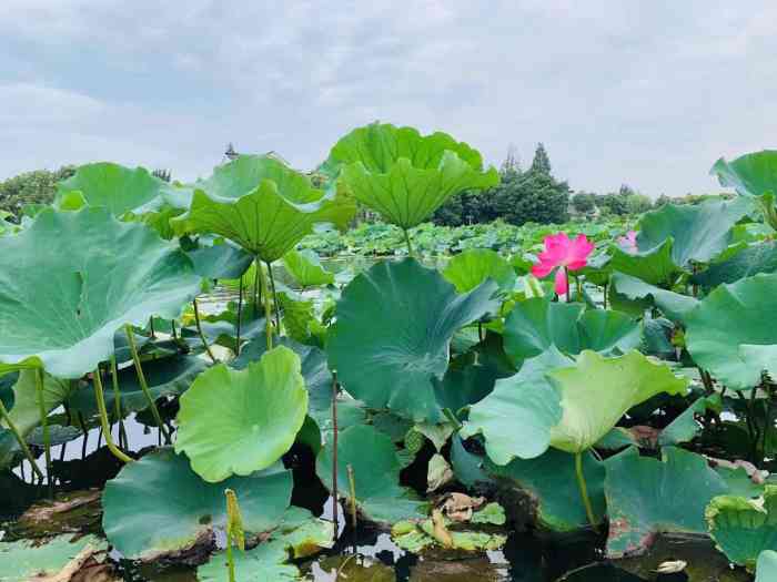 东山香樟园门票图片