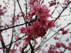 -顾村公园