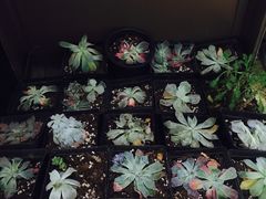 -婷意花宇TheGracesFloral(北外滩店)