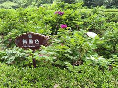 -洛阳市牡丹公园