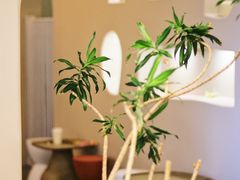 -More Fun猫咖 二十只万元加菲主题