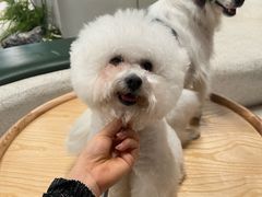 -帕帕拉兹宠物(亚洲旗舰店)