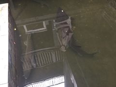 -Local泰莲庭(虹鳟鱼店)