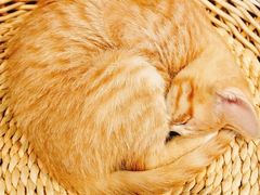 -Cappucimeow猫咪咖啡馆(韦伯时代店)