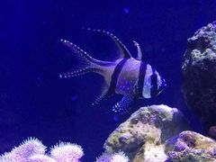 android_upload_pic-西雅图水族馆