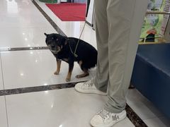 -派美特宠物医院·核磁CT·骨科肿瘤·疑难转诊(沈农禾丰店)