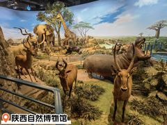 -陕西自然博物馆