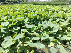 -前关湿地公园