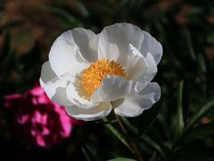 -扬州芍药园(仪征市)