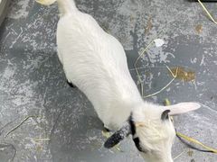 -东部华侨城