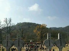 -千年银杏谷文化旅游区