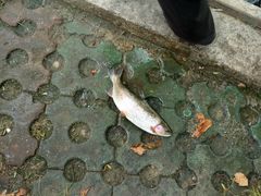 -北京龙庆四季香农家饭庄·灶台鱼·碳烤虹鳟鱼(龙庆峡店)