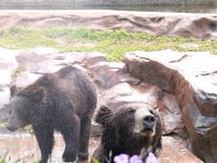 -海南热带野生动植物园