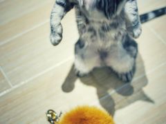 -momokira米努特·德文卷毛猫·棉花面纱犬
