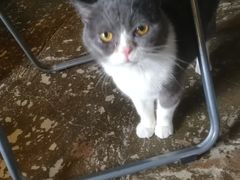 -猫猫幼稚园·撸猫·桌游·电玩