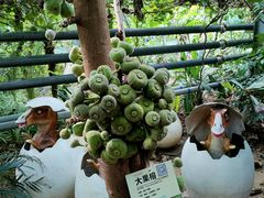 -呀路古热带植物园