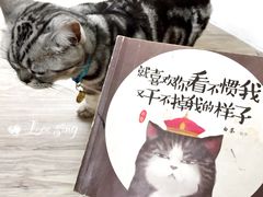 -有猫主题·治愈系猫咖(曾厝垵店)