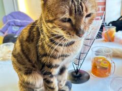 -猫小院猫主题餐厅(南锣旗舰店)