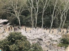 -武汉大学-樱园