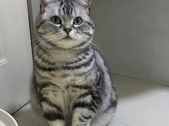 -欣宠猫屋·矮脚拿破仑·蓝金金渐层
