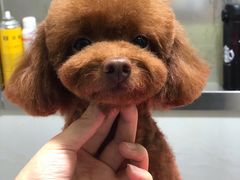 -佳雯宠物医院(金华南路分院)