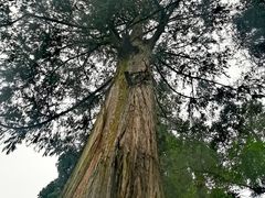 -峨眉山报国寺