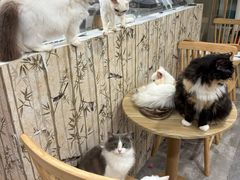 -楼上猫咖(罗湖店)