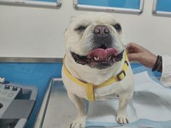 -康爱犬猫诊所·牙专科·骨外科·影像内科(丰宁店)