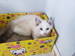 -喵的天空名猫咖啡馆·撸猫·猫舍·用品