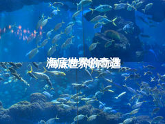 -海合安青岛极地海洋公园