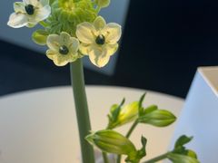 -BLACKSWAN黑天鹅(环球店)