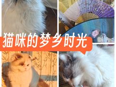-楼上猫咖(罗湖店)