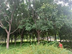 -永定河休闲森林公园