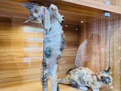 -猫十亿·布偶金渐层·曼基康矮脚猫舍(青年路店)