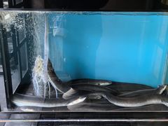 -味家烤肉烤鳗鱼牛排(西塔旗舰店)