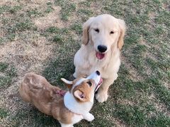 -趣玩宠物乐园寄养训犬训狗游泳池