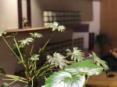 -柴务处·柴犬主题狗咖