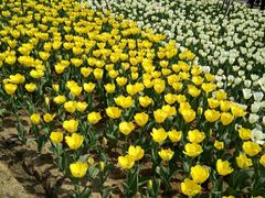 -瑶湖郊野森林公园