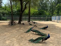 -秦皇岛野生动物园