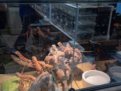 -酷以爬仙阁实体爬宠店·守宫·蜥蜴·专业繁育