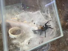 -上海大自然野生昆虫馆(东方明珠·爬宠昆虫探索中心)