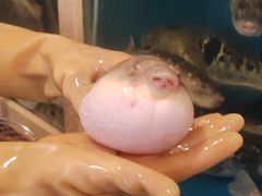 -天正河鲀·河豚亭(大连店)