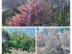 -苏州上方山国家森林公园