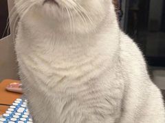 猫饼-潮界(虹桥新天地店)