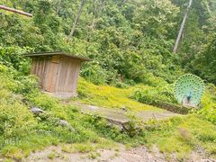 -西双版纳原始森林公园