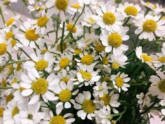 -循礼门鲜花花市(武汉循礼门店)