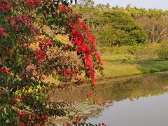 -中国科学院西双版纳热带植物园