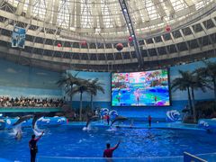 -海合安成都极地海洋公园
