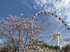-顾村公园
